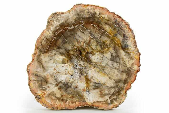 Beautiful Petrified Wood (Araucaria) Round - Madagascar #325555
